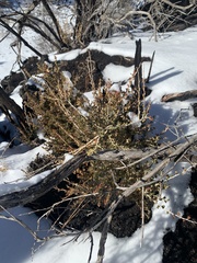 Cercocarpus intricatus