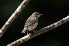 Anthus hodgsoni