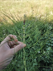 Equisetum telmateia