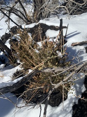 Cercocarpus intricatus