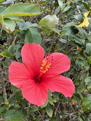 Hibiscus rosa-sinensis