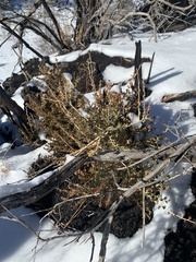 Cercocarpus intricatus