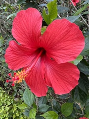 Hibiscus rosa-sinensis