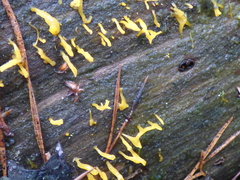 Calocera furcata