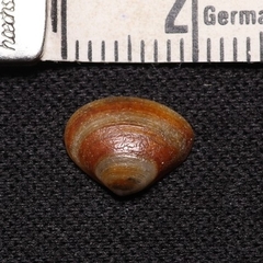 Mactrinae