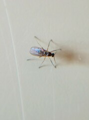 Sciaroidea