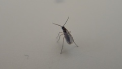 Sciaroidea