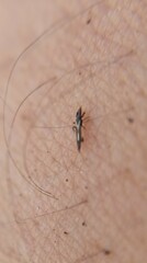 Thysanoptera