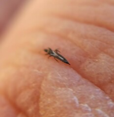 Thysanoptera