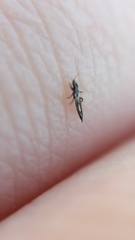 Thysanoptera