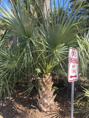 Sabal palmetto