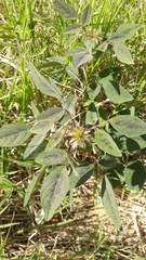 Desmodium tortuosum