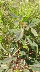 Desmodium tortuosum
