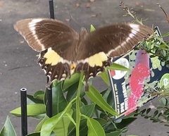 Papilio fuscus