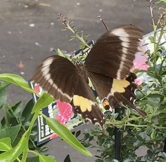 Papilio fuscus