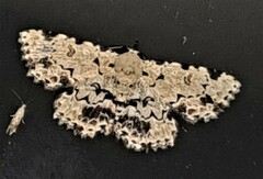 Sandava scitisignata