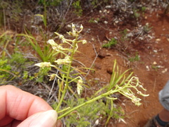 Agatea longipedicellata