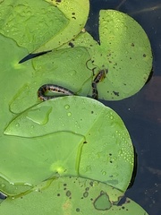 Nerodia fasciata pictiventris