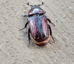 Genuchus hottentottus