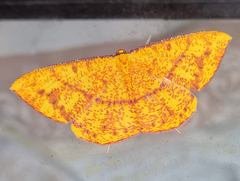 Eumelea rosalia