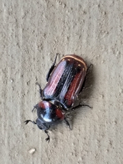 Genuchus hottentottus