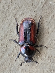 Genuchus hottentottus