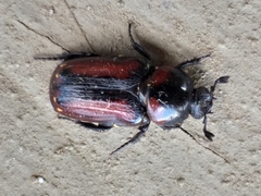 Genuchus hottentottus