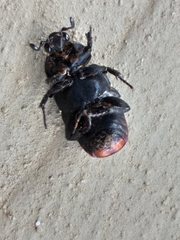 Genuchus hottentottus