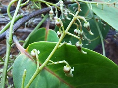 Agatea longipedicellata