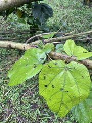 Heliocarpus americanus