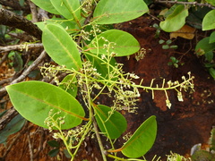 Agatea longipedicellata