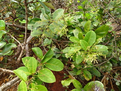 Agatea longipedicellata