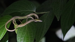 Ahaetulla mycterizans