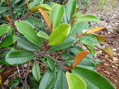 Alphitonia neocaledonica