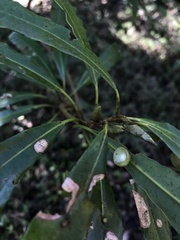 Litsea acuminata