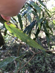Litsea acuminata