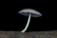 Pluteus plautus