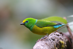 Chlorophonia cyanea