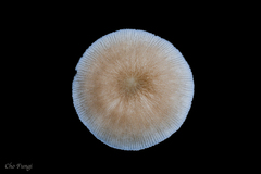 Pluteus plautus