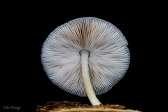 Pluteus plautus
