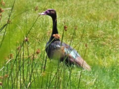 Plectropterus gambensis