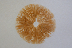 Pluteus plautus