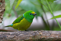 Chlorophonia cyanea