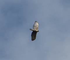 Nisaetus nipalensis