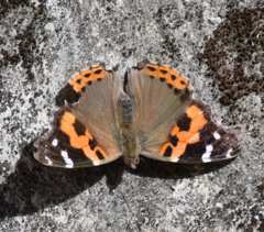 Vanessa indica indica