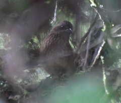 Carpodacus formosanus