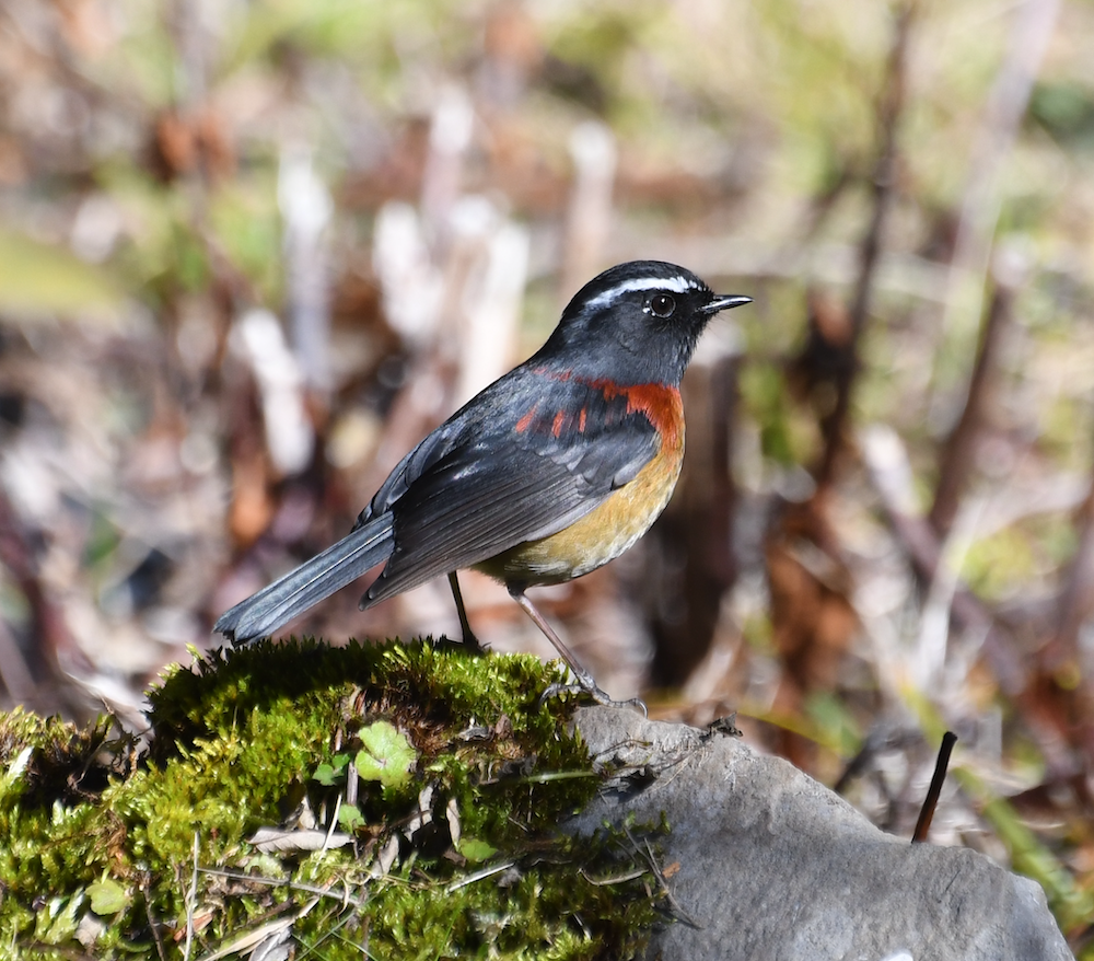 Collared Bush Robin