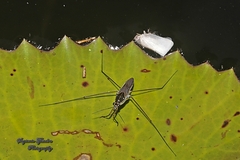 Limnogonus
