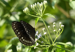 Euploea klugii
