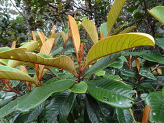 Alphitonia neocaledonica